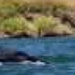 O balenă cu cocoașă a fost observată într-un râu din California, la 60 de mile de Pacific