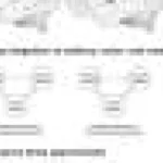 Percepția ritmului muzical rămâne o trăsătură distinct umană, arată un studiu