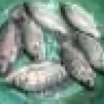 Pește în orezării: mai mult orez, mai puține boli în Senegal