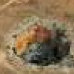 Peșterile adânci din Nullarbor dezvăluie secrete despre lumi extraterestre
