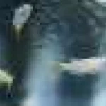 Peștii pot fi extrem de sensibili la antidepresivele din apă