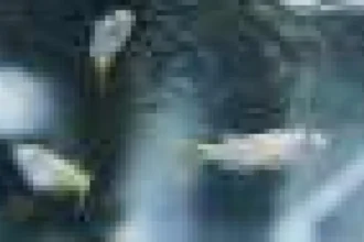 Peștii pot fi extrem de sensibili la antidepresivele din apă