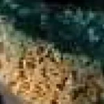 Plasticorali: resturi de coral combinate cu plastic, nou tip de poluare