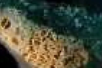 Plasticorali: resturi de coral combinate cu plastic, nou tip de poluare