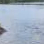 Poluant din ape uzate face peștii masculi părinți slabi și rivali agresivi