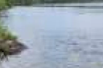 Poluant din ape uzate face peștii masculi părinți slabi și rivali agresivi