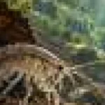 Poluarea cu cofeină ar putea slăbi apărarea crustaceelor împotriva prădătorilor