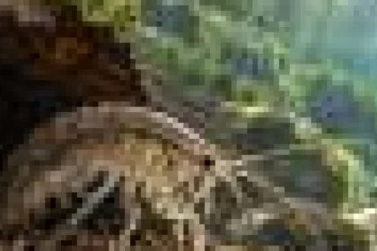 Poluarea cu cofeină ar putea slăbi apărarea crustaceelor împotriva prădătorilor