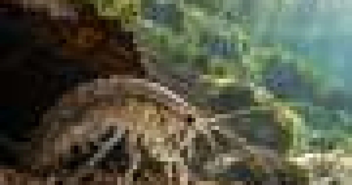 Poluarea cu cofeină ar putea slăbi apărarea crustaceelor împotriva prădătorilor