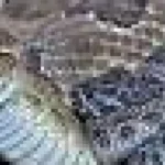 RattleCam arată șerpi bebeluși în trei state americane