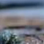 Râurile pot transporta mai multe microplastice în oceanele lumii decât se credea anterior