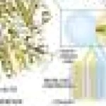 Receptorul gustativ al peștelui-balon detectează și aminoacizi L și D