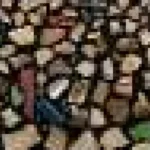 Record de plastic în păsările marine: până la 900 de bucăți într-o singură pasăre