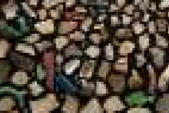 Record de plastic în păsările marine: până la 900 de bucăți într-o singură pasăre