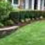Știința din spatele gazonului mai verde și mai sănătos