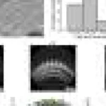 Studiu explică stabilizarea membranelor protectoare celulare