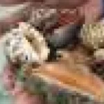 Studiu global: crustaceele și nevertebratele acvatice au valoare nutritivă ascunsă