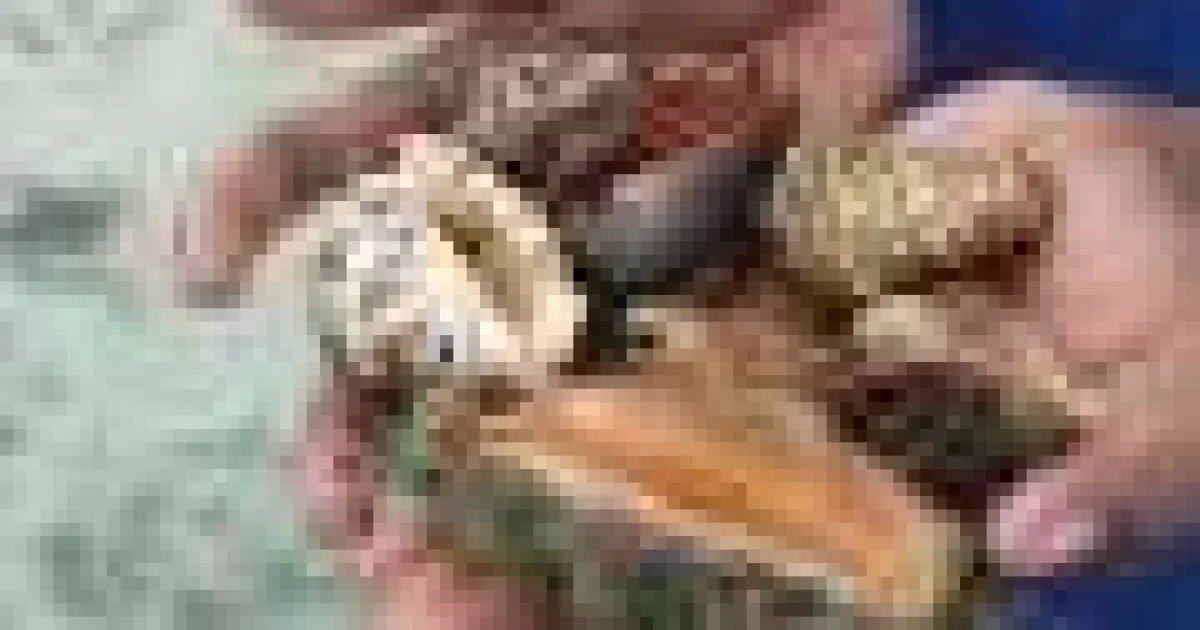Studiu global: crustaceele și nevertebratele acvatice au valoare nutritivă ascunsă