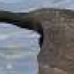 Tinerii cormorani europeni dezvăluie cum primele experiențe de iarnă le pot ghida migrația