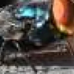 Urmărind traseul muștei screwworm din Lumea Nouă