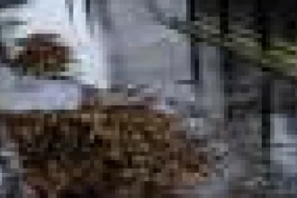 Valuri de rulare pe pante abrupte: curgerea uniformă a apei devine instabilă